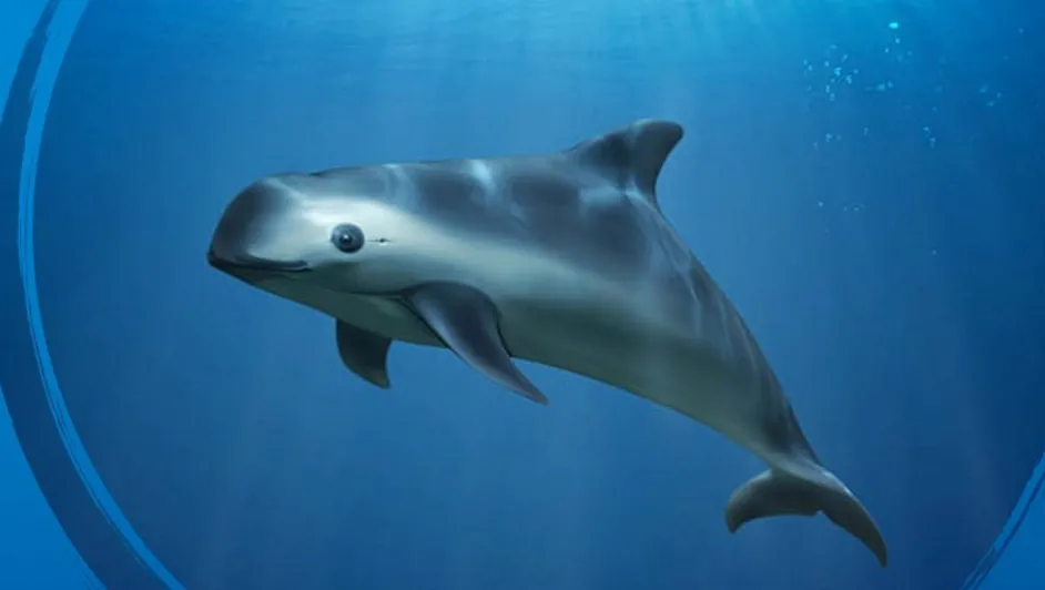 Nuevas medidas de conservación han beneficiado el hábitat de la vaquita marina