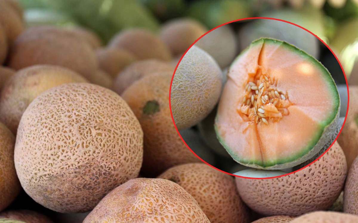 Melón lagunero. (Archivo)