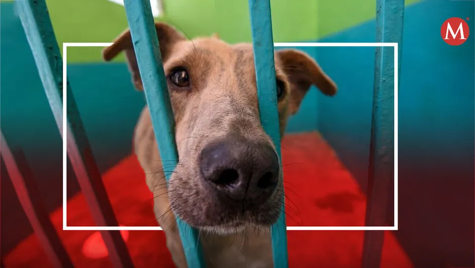 México ocupa el primer lugar en maltrato y abandono animal en Latinoamérica