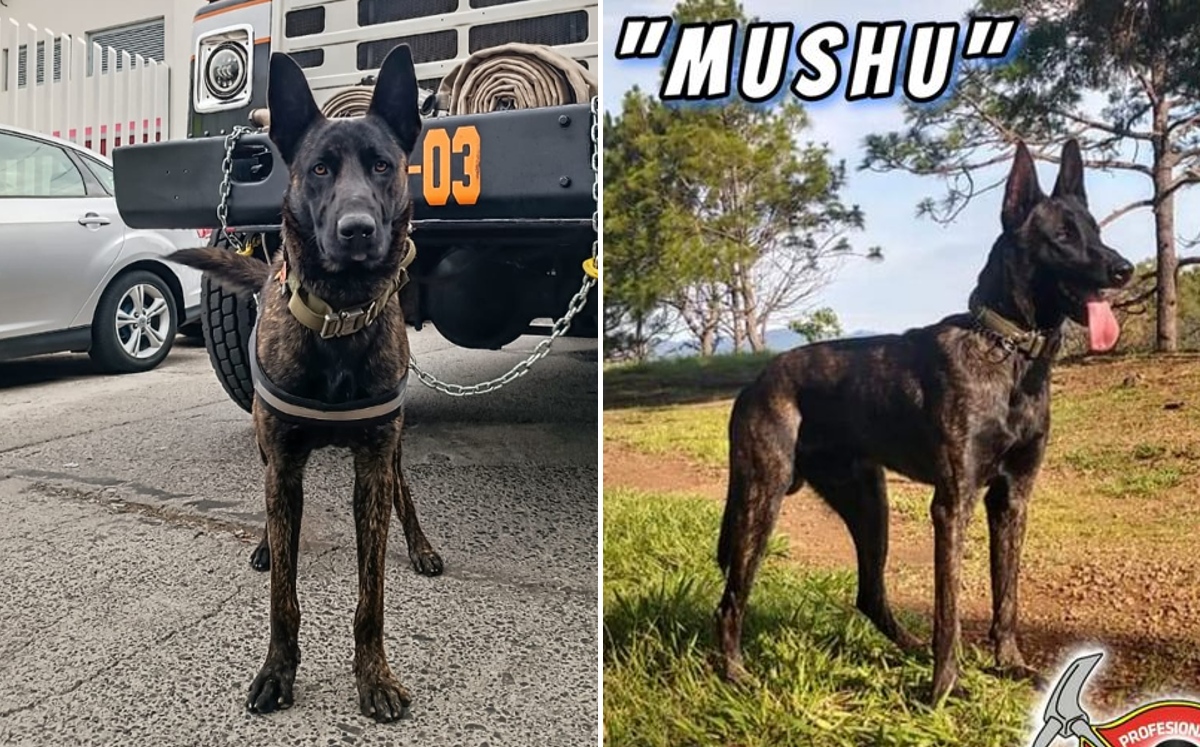 "Mushu", el perrito bombero de Uruapan, fue envenenado. | Facebook