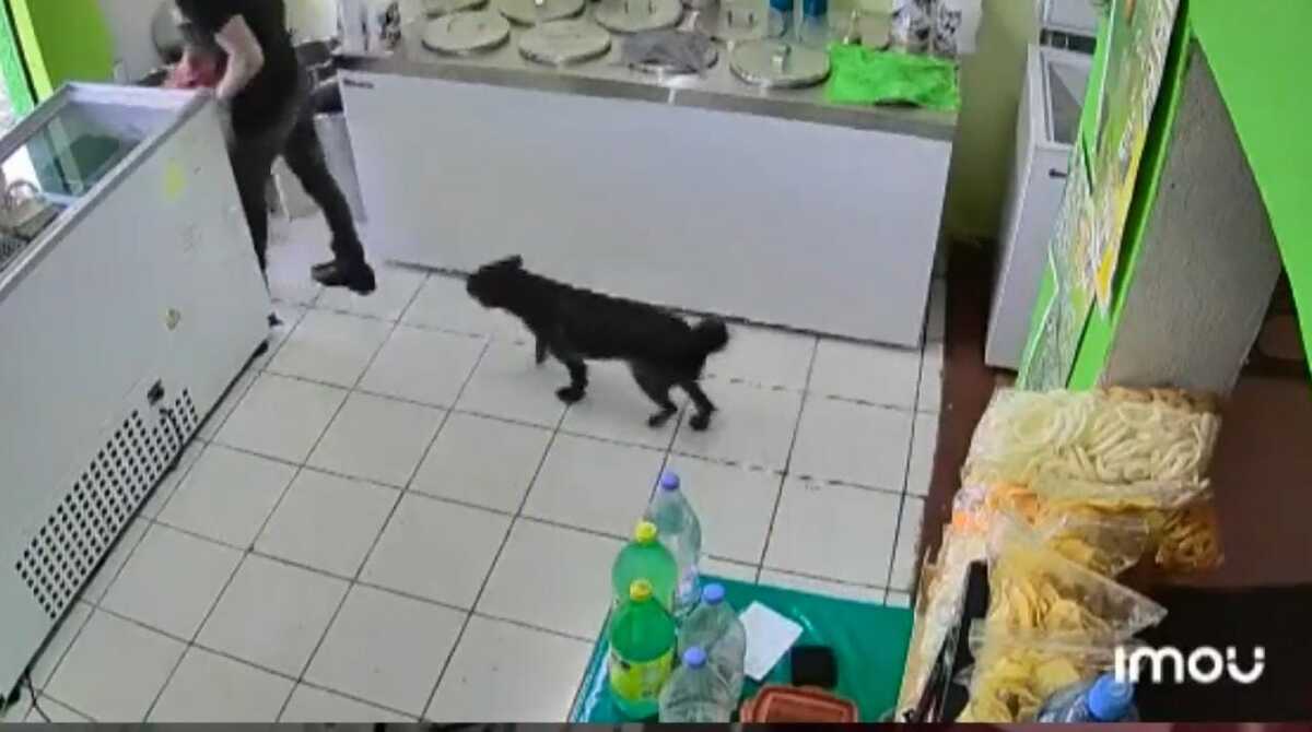 Perrito va a robar con su dueño. | Captura