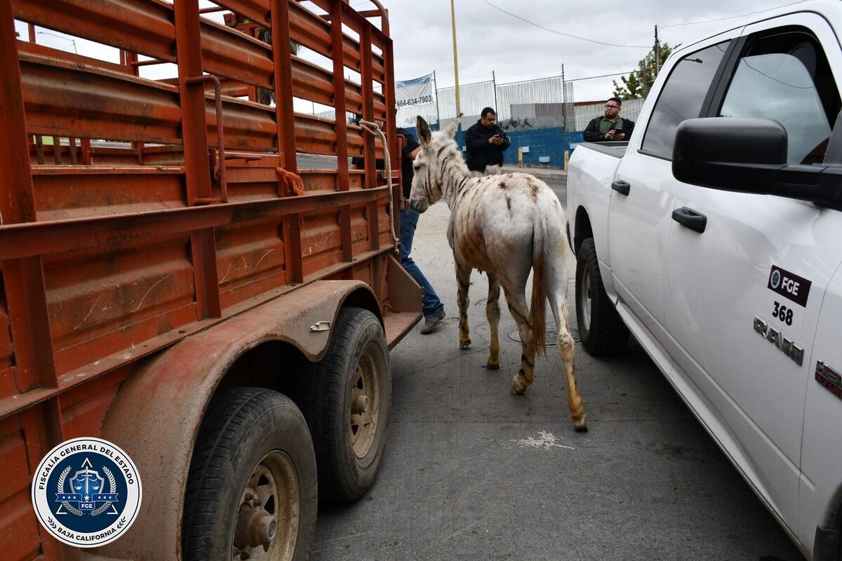 Burros-cebra rescatados por abandono y maltrato en Tijuana.