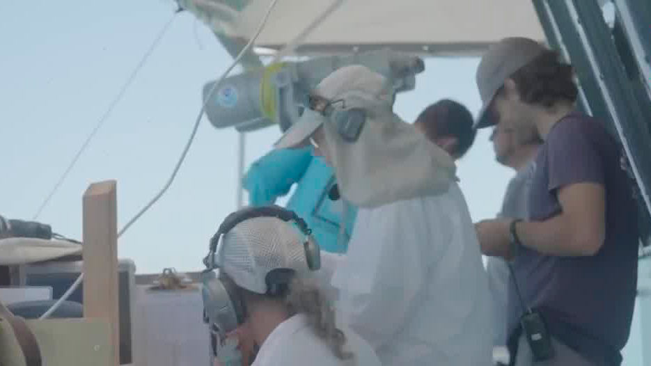 Existen de 10 a 13 ejemplares de vaquita marina en el Alto Golfo de California