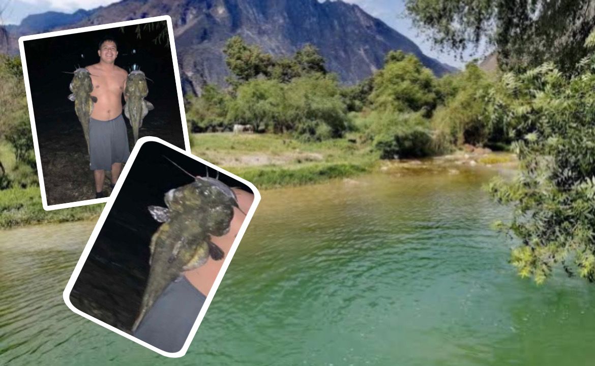 Peces gigantes causan sensación en redes.
