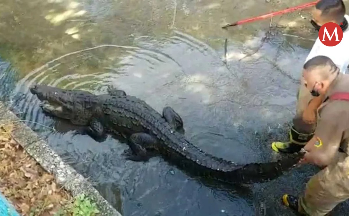 Reubicarán a cocodrilos de la laguna junto a Miramapolis Ciudad Madero