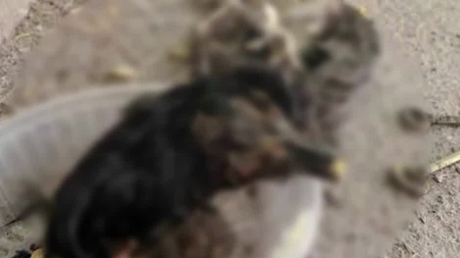 Supuesto ritual de chamanes deja un animal muerto en el Congreso de Baja California