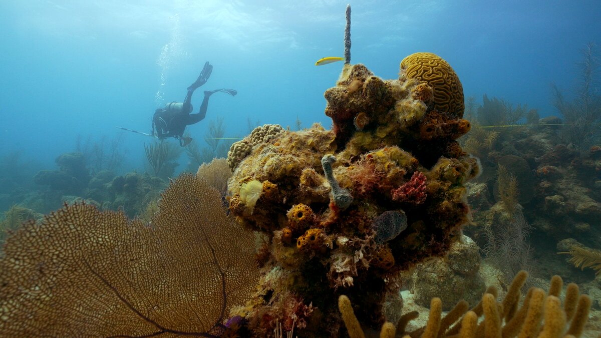 Estudio asegura que el Arrecife Alacranes es el más importante de la Península de Yucatán(Foto: Cortesía)