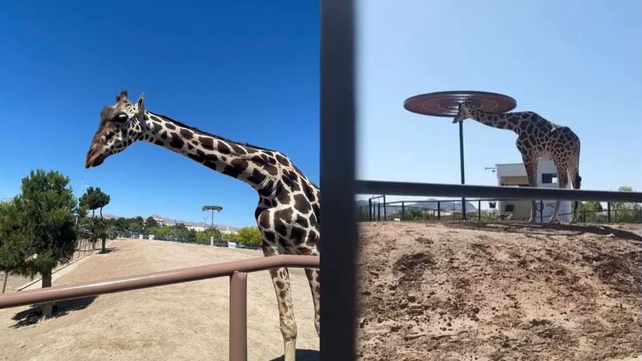 Piden salvar a jirafa en parque de Ciudad Juárez por vivir en malas condiciones