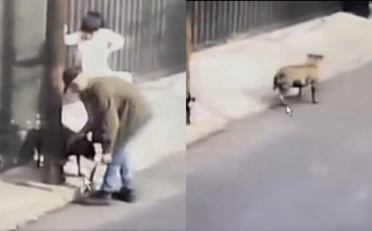 El video fue captado por cámaras de vigilancia en la alcaldía Tlalpan | Captura
