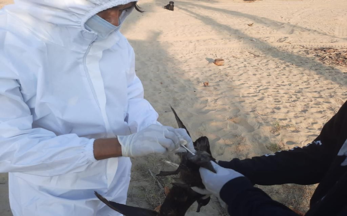 Alarmante incremento en la mortandad de aves en las costas del Pacífico | Azucena Rangel