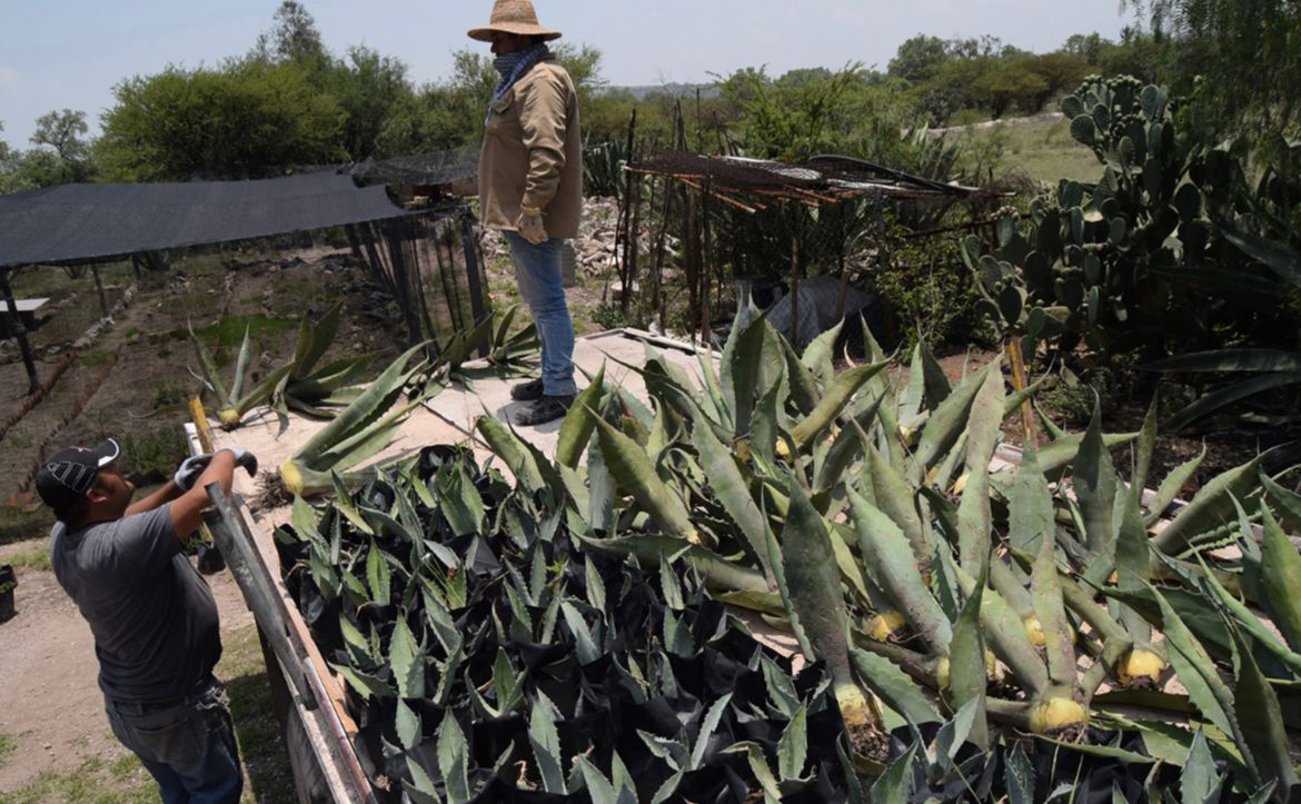 Este domingo 11 de junio, de 10 de la mañana a 10 de la noche, se realizará el Festival Cultural del Pulque. (Francisco Villeda)