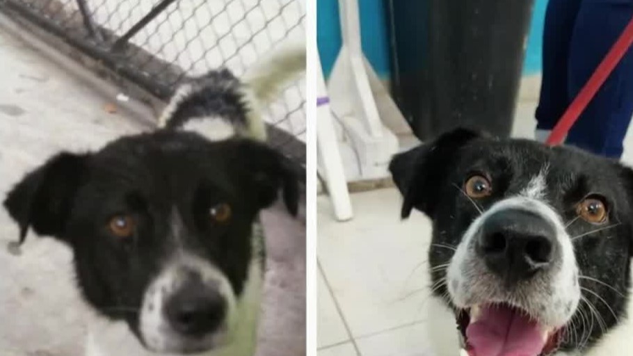 Escuela primaria de Yucatán adopta perro callejero