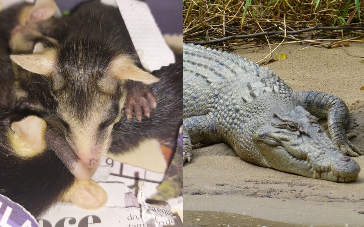 Desde cocodrilos hasta tlacuaches: estos son los animales que se han rescatado en Gómez Palacio. | Archivo