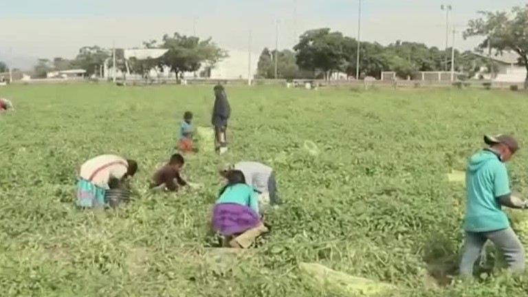 Más de 2 millones de niños y adolescentes se encuentran trabajando en México