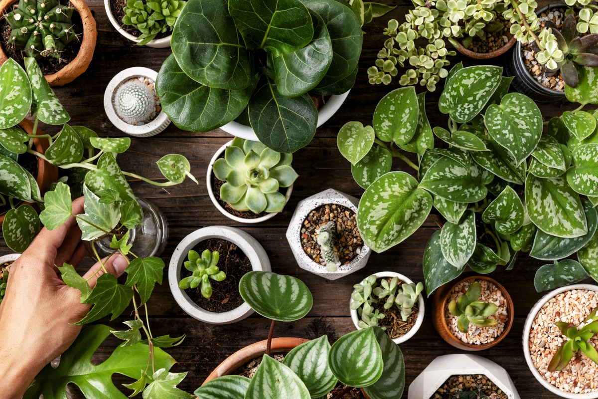 Plantas en hogar