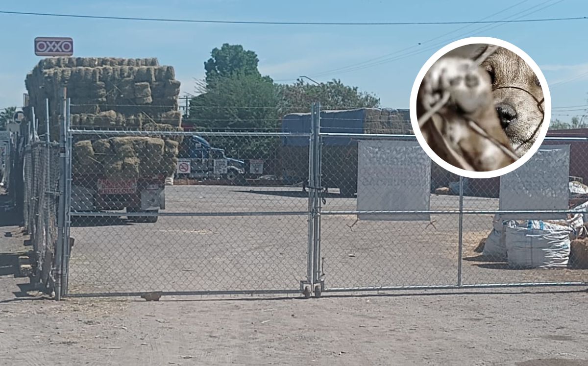 Argentina Carrillo, representante legal de la Defensoría Animalista Laguna, fue quien interpuso la denuncia.