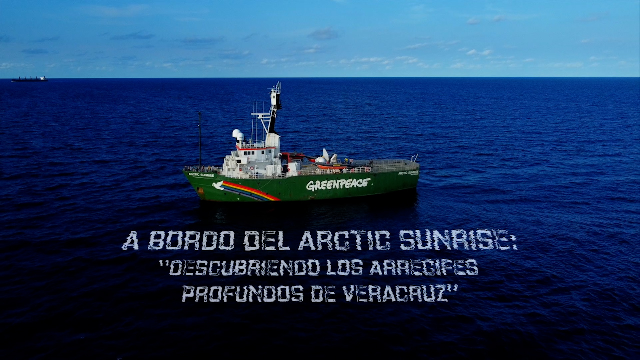 A bordo del Arctic Sunrise: Descubriendo los arrecifes profundos de Veracruz | Especiales Milenio