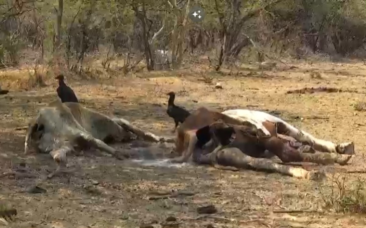 Cadáveres de vacas que murieron por sequía | Captura