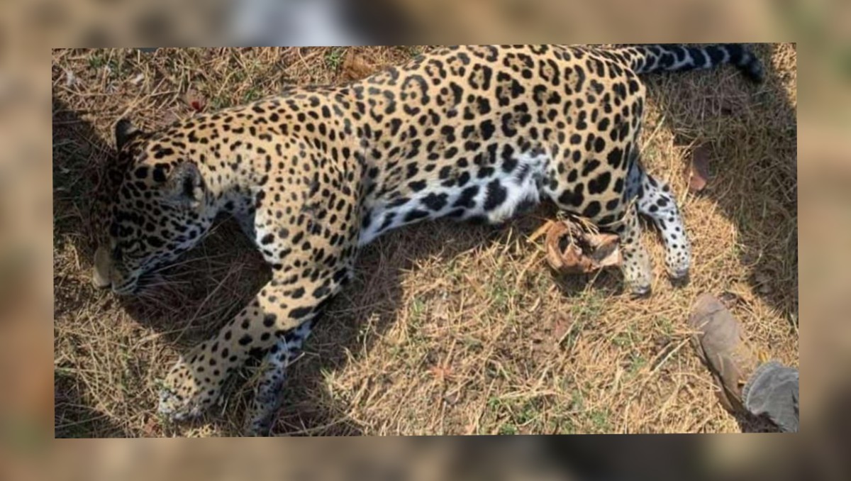 En Michoacán, jaguar ataca a dos jóvenes; matan al animal con arma de fuego. | Michel Torres Villanueva