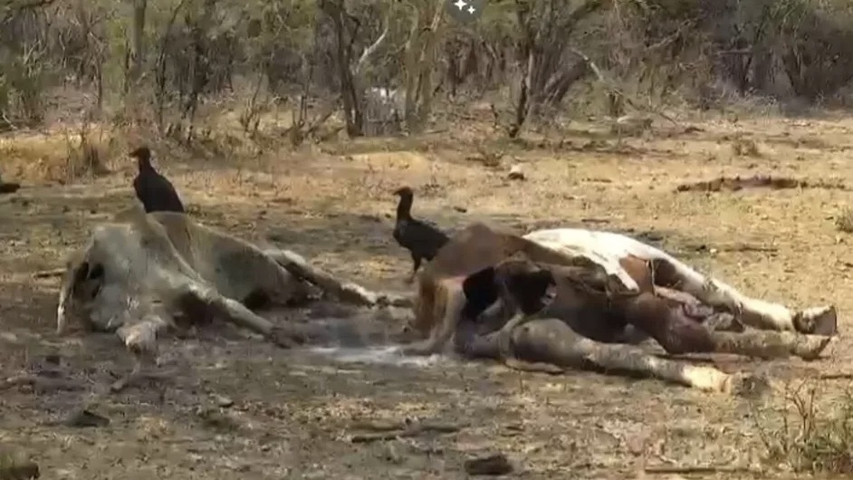 Onda de calor provoca la muerte de 200 cabezas de ganado en Oaxaca