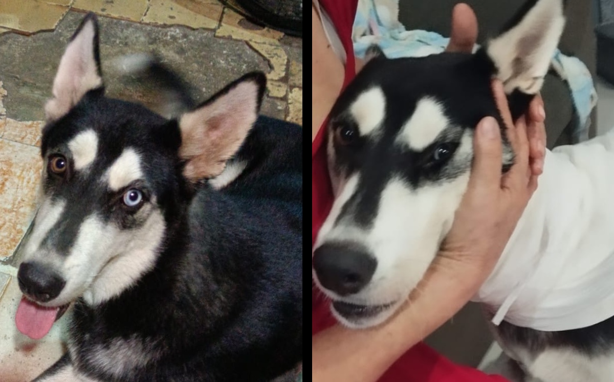 Un perrito Husky fue atacado con aceite hirviendo | ESPECIAL