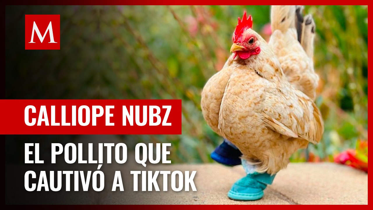 El adorable pollito Calliope Nubz se roba el corazón de todos con sus zapatos