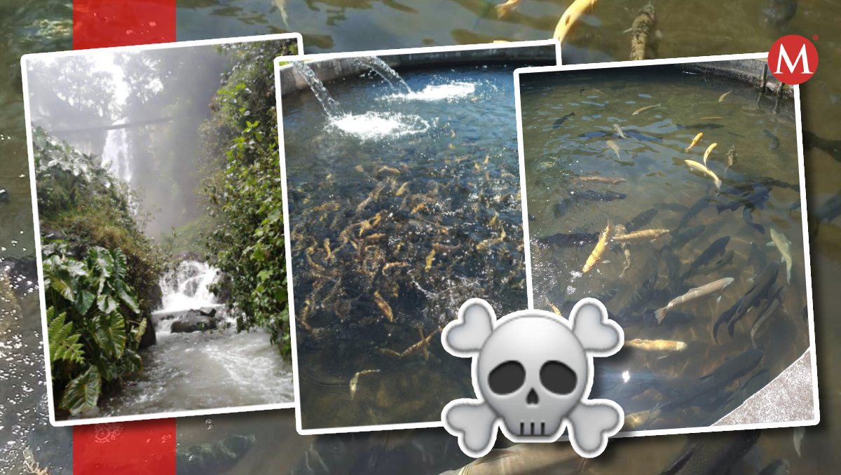 Contaminan río Chilchotla: advierten no consumir truchas y agua | Especial/ Diseño Milenio