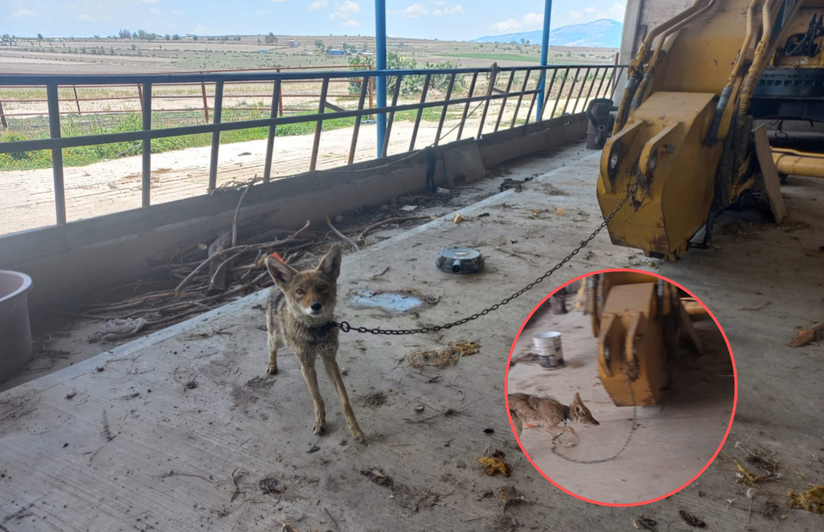 El coyote fue reportado en una finca.