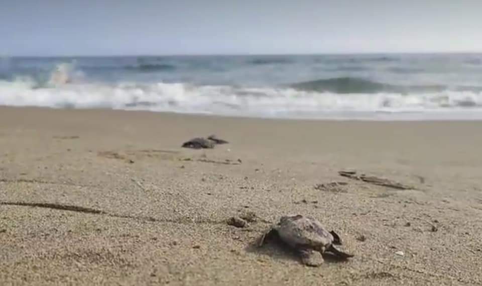 Emotivo nacimiento de tortugas lora en Coatzacoalcos, Veracruz.