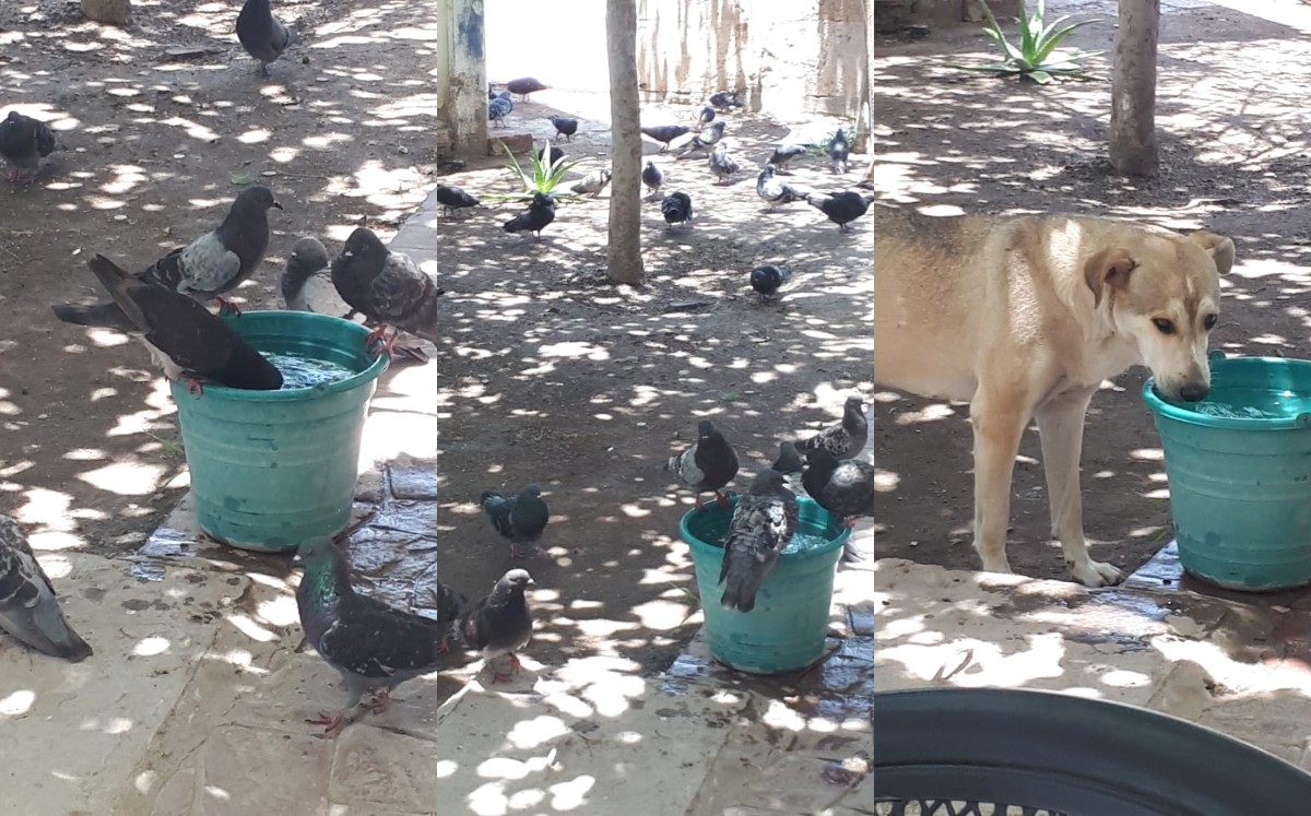 Esto debido a las altas temperaturas que se han registrado en La Laguna. (Especial)