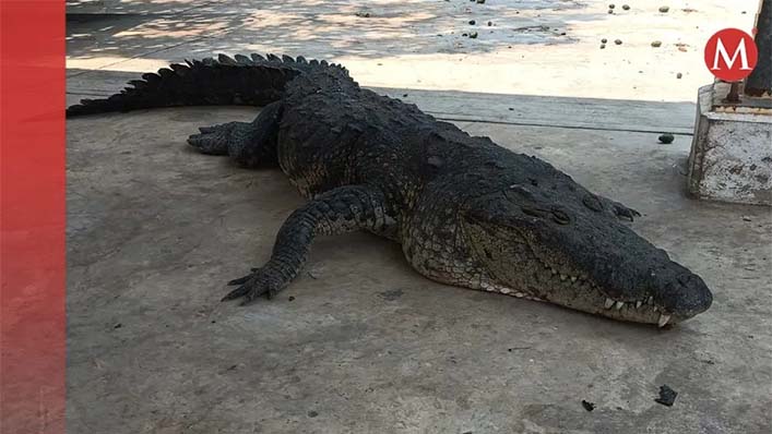 Muere cocodrilo por presunto golpe de calor en Tamaulipas