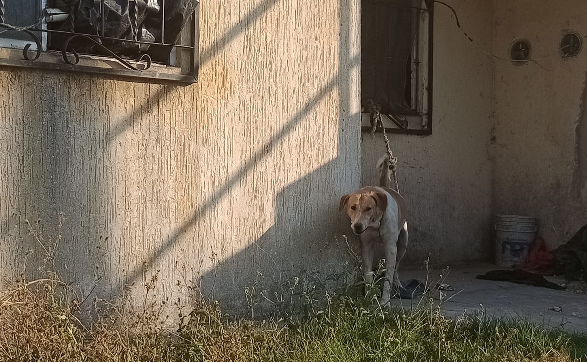 Perro maltratdo en Tala, Jalisco (Tomada de Facebook  Refugio Dejando Huellas)