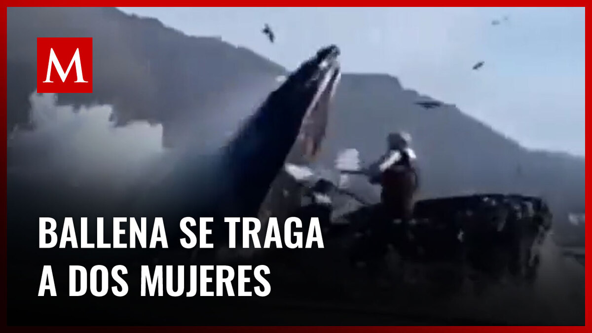 Turistas fueron tragadas por una ballena jorobada en California