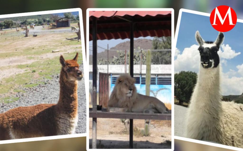 Medidas por calor en el tuzoofari.