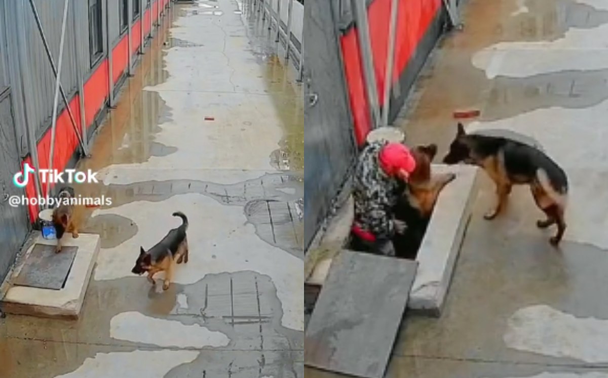 Perrito cae en coladera | Captura