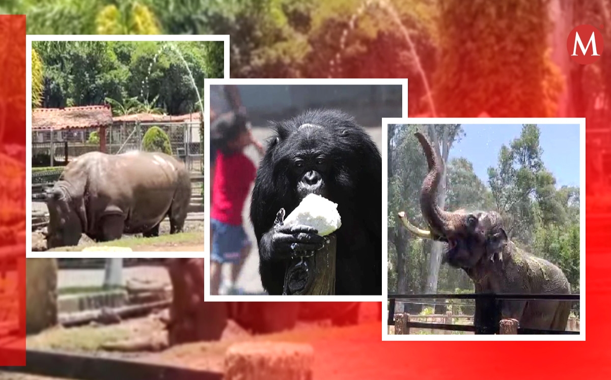 Se adoptan medidas para mitigar el calor en los animales del zoológico de Morelia | Zoológico de Morelia
