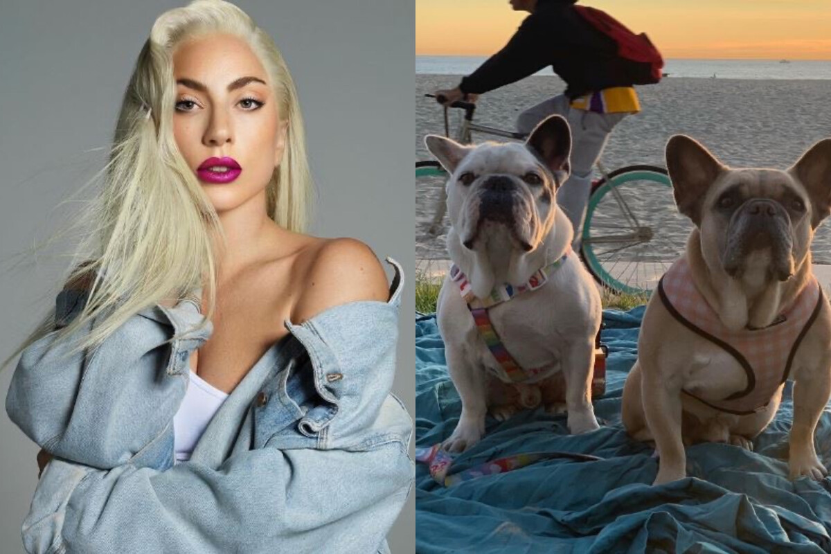 Lady Gaga se NIEGA a pagar la recompensa que ofreció por sus perros robados