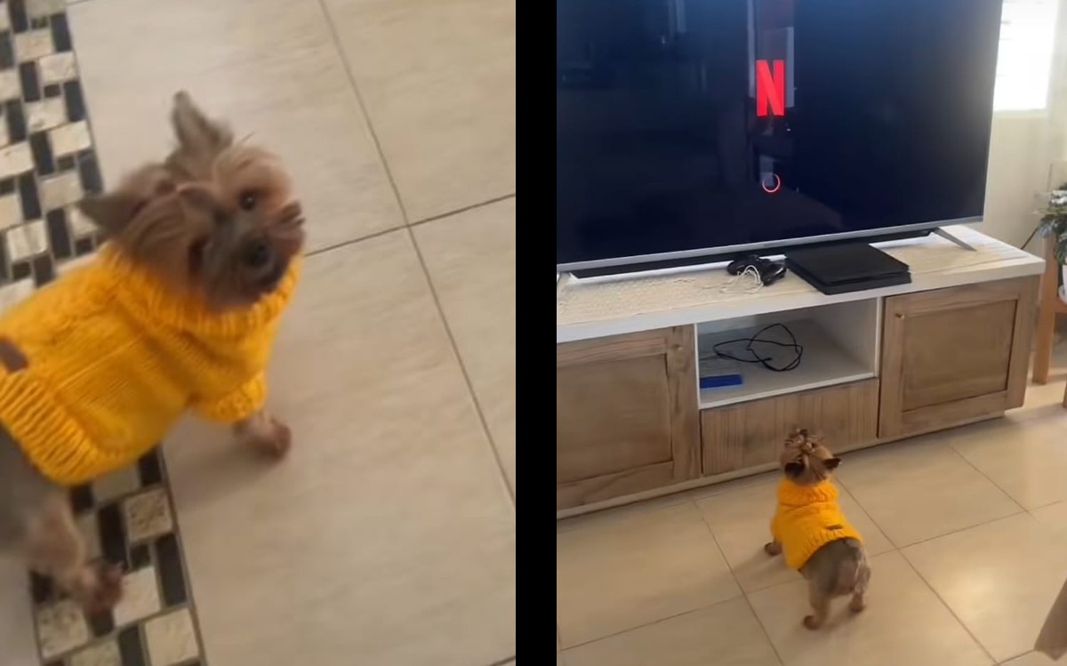Perrita se viraliza por emocionarse al ver televisión. | ESPECIAL