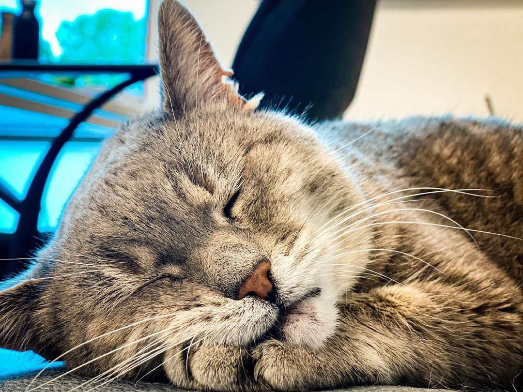 Formulino, el gato da suerte a los pilotos (Instagram: @formulinotheking)