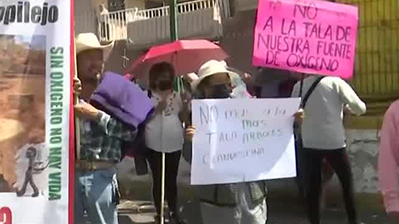 Hemos estado solicitando más atención en la tala clandestina: Alfa González