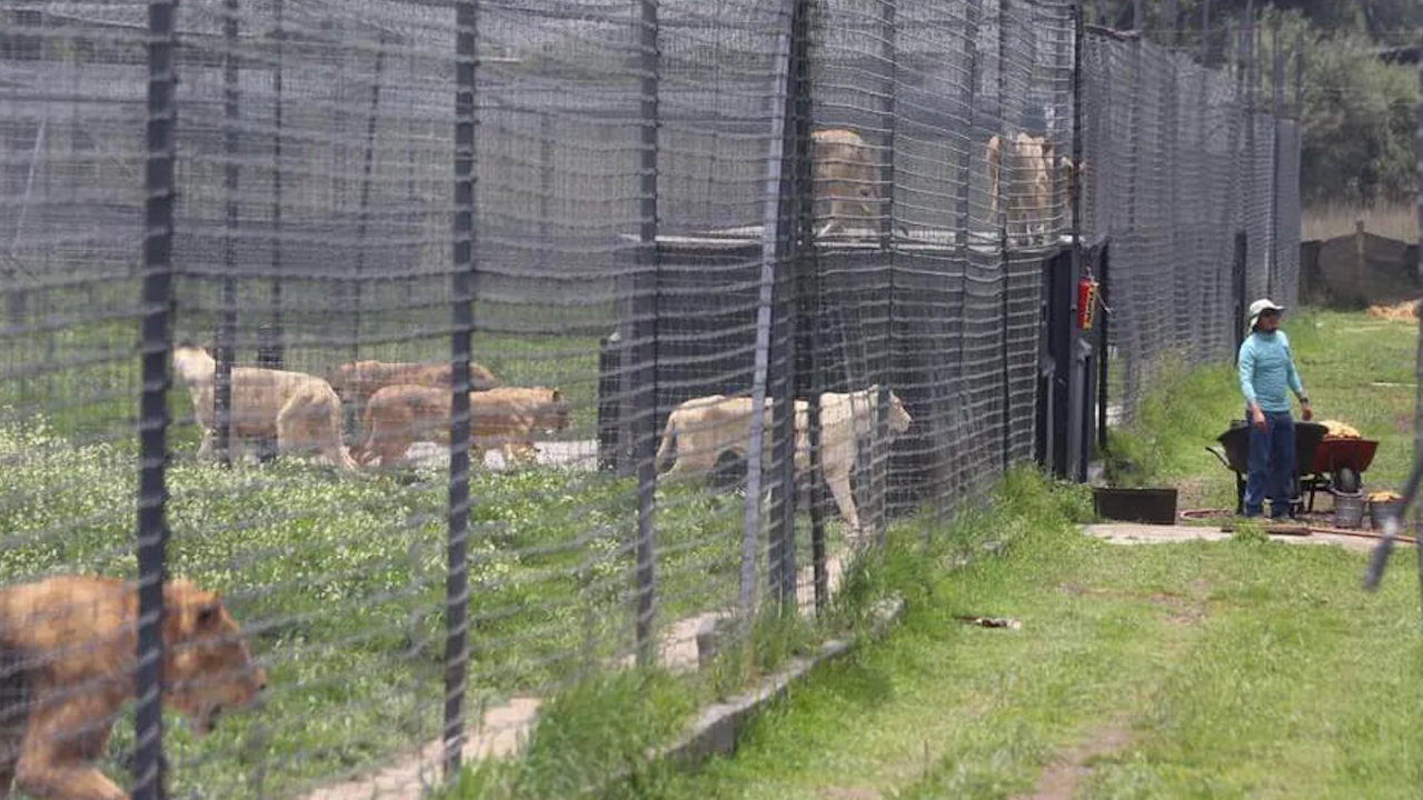 Onda de calor afecta a animales de los zoológicos de Yucatán