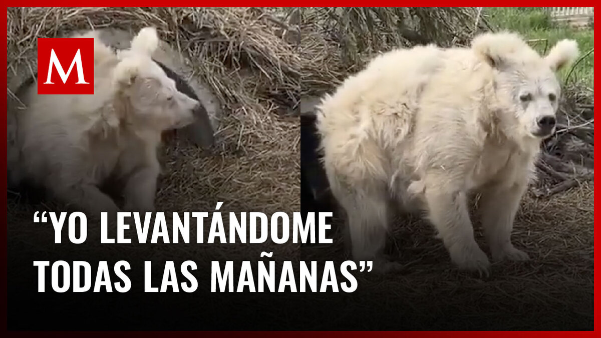 Un oso fue captado en video cuando despertaba de su hibernación y usuarios en redes reaccionan