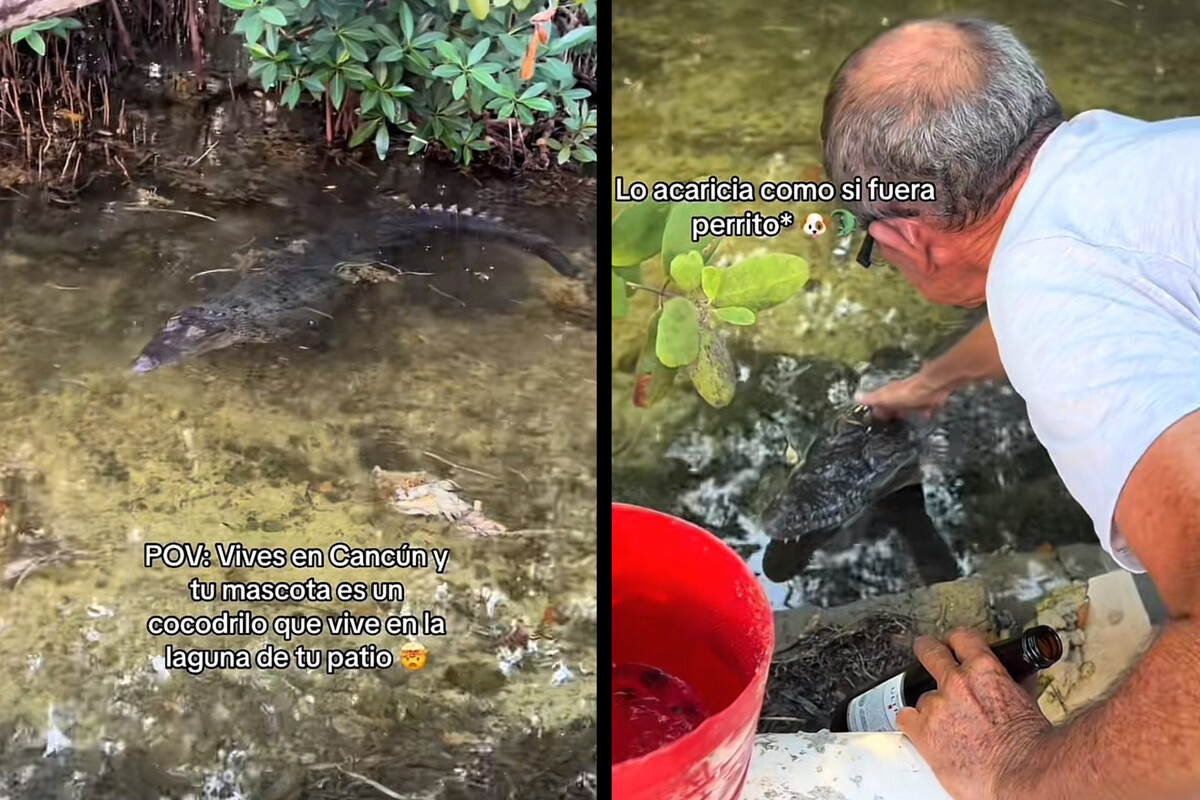 Hombre presume a su cocodrilo mascota en TikTok