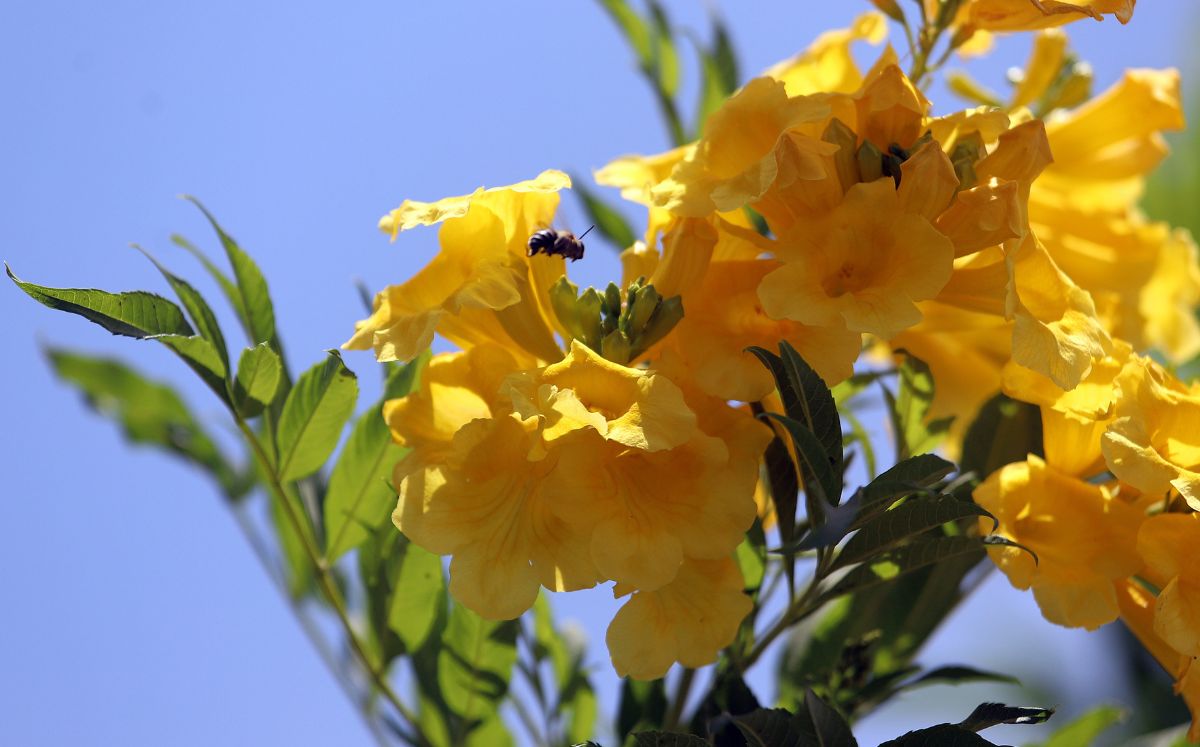 Calor amenaza población de abejas en La Laguna. (Rolando Riestra)