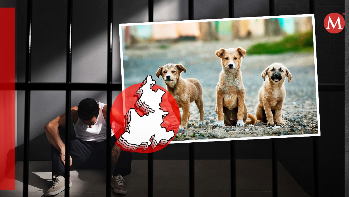 ¿Cómo se castiga el maltrato animal en Puebla? | Diseño Milenio