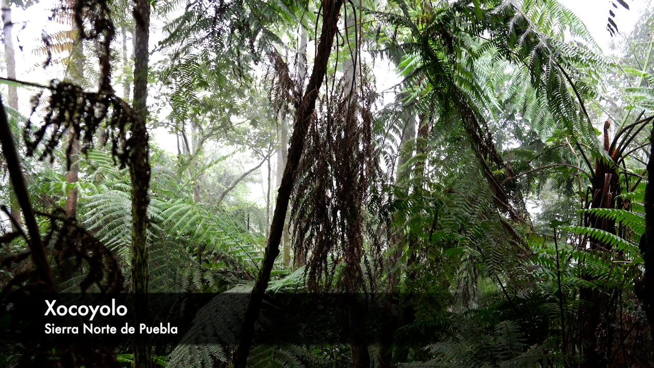 El Bosque de las Salamandras Endémicas | Conexión Milenio