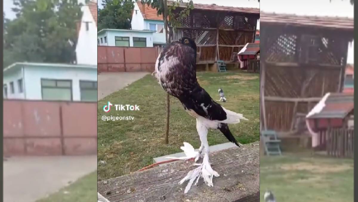 El video de la paloma fue compartido en TikTok. (@pigeonstv).
