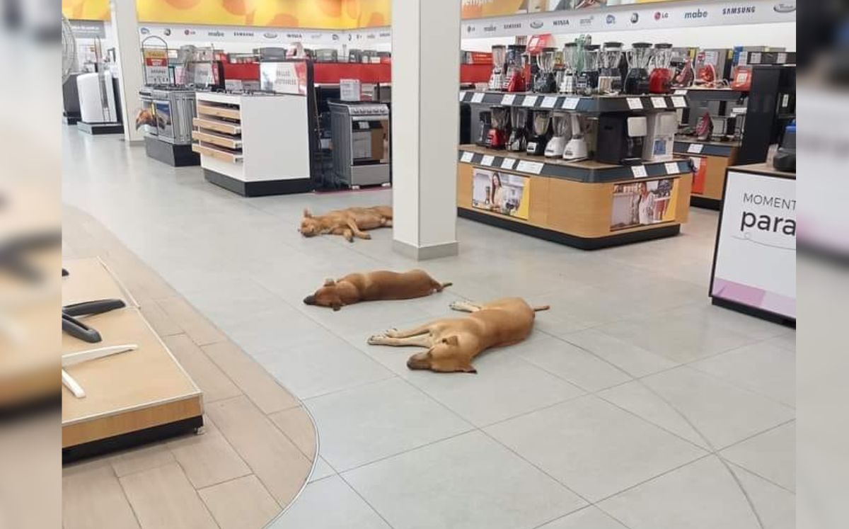 ¡Perritos en abonos! Tienda deja que 'lomitos' descansen dentro por calor en Gómez Palacio. | Especial