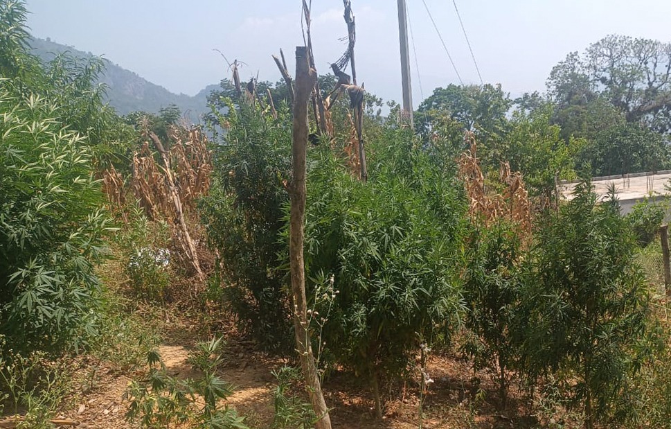 Las plantas fueron entregadas y puestas a disposición de la Fiscalía General de la República, mediante su representación en el municipio de Huejutla