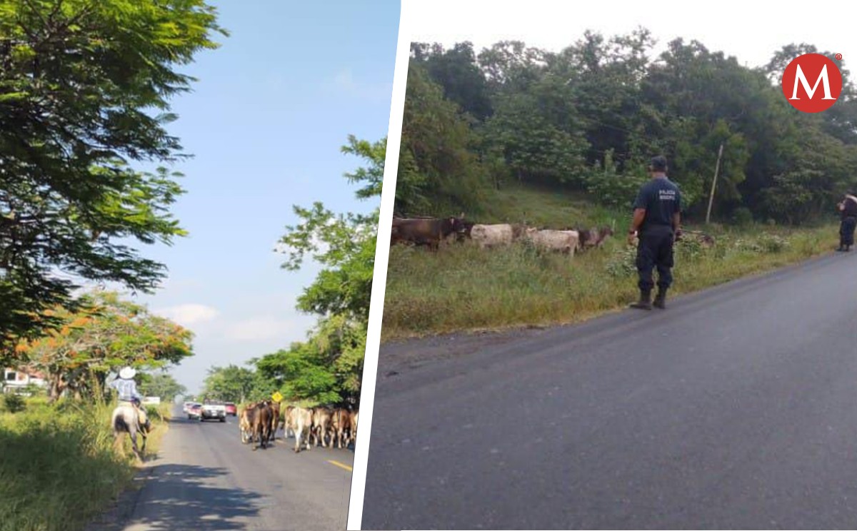 Roban 15 cabezas de ganado en norte de Veracruz